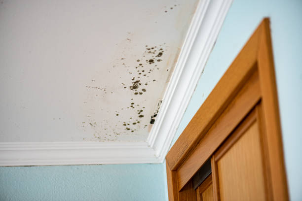 Best Toxic Mold Removal  in Wheatland, WY