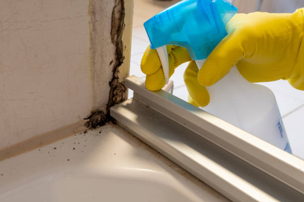 Best Mold Cleaning Services  in Wheatland, WY