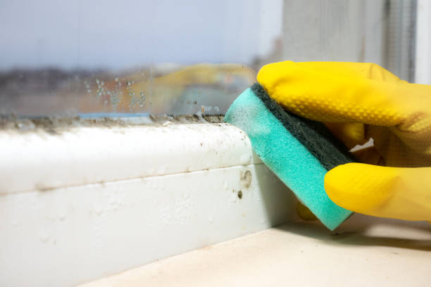 Best Mold Testing  in Wheatland, WY