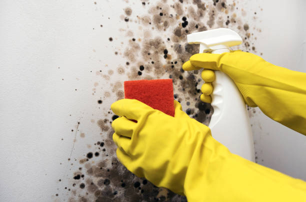 Certified Mold Removal in Wheatland, WY