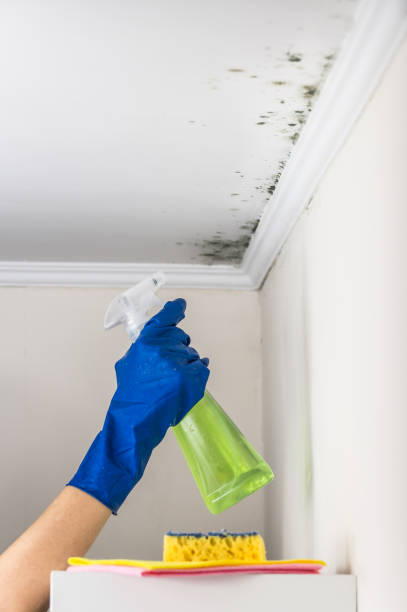 Attic Mold Removal in Wheatland, WY