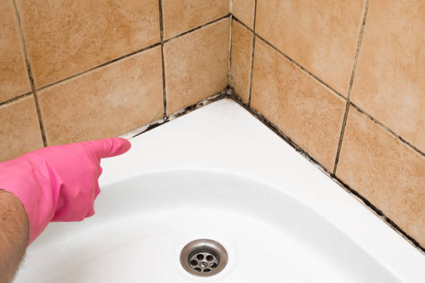 Best Certified Mold Removal  in Wheatland, WY